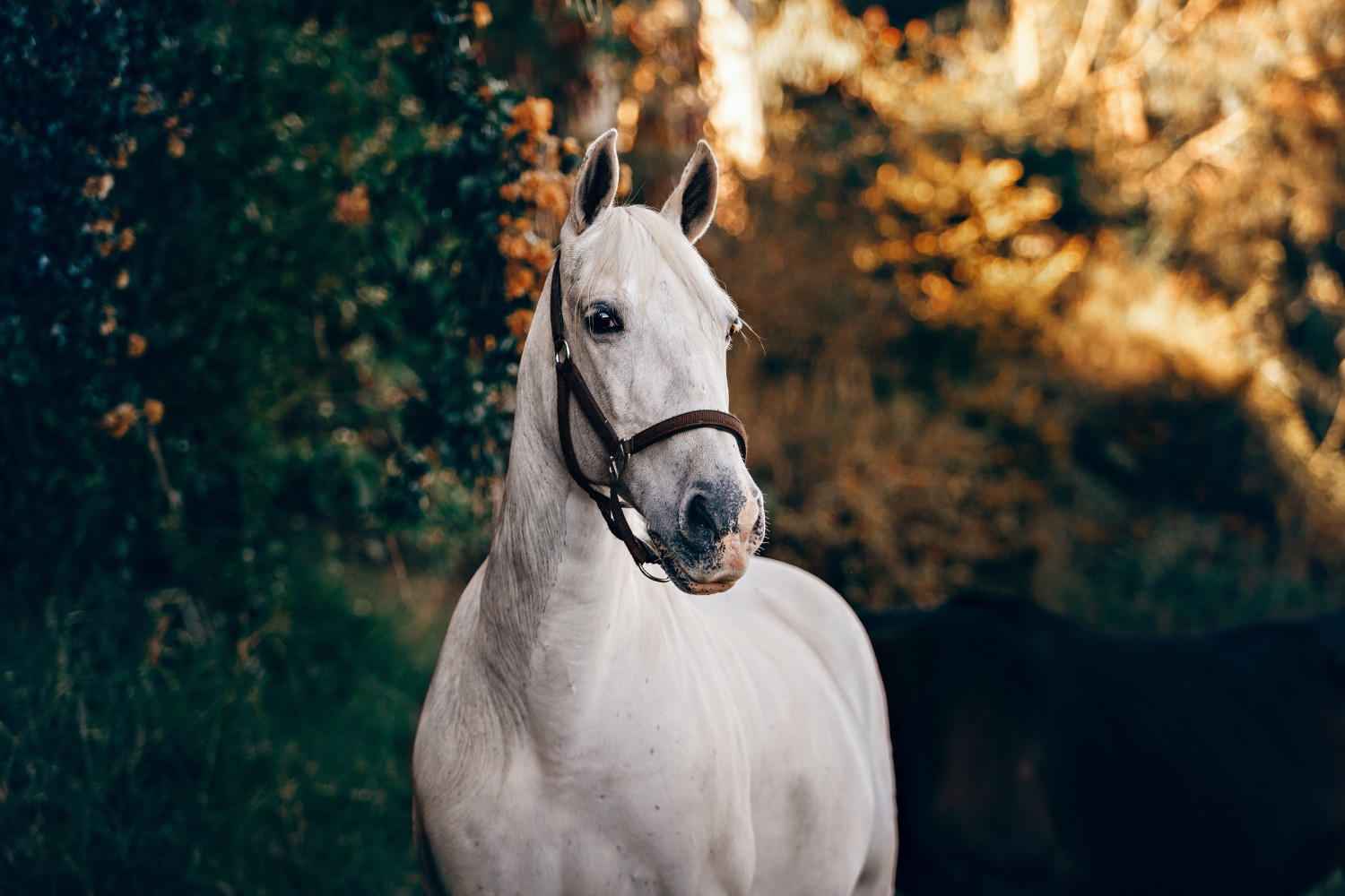 Kan sælger beskytte sig mod mangelsindsigelser fra køber i hestehandler?