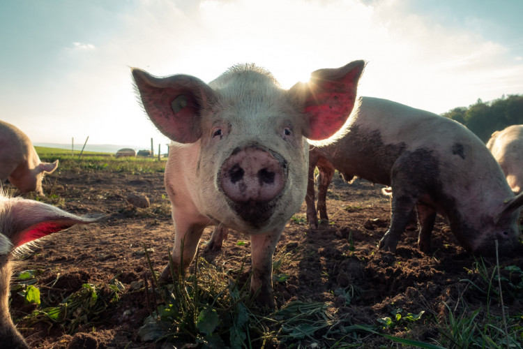 Landsretten har afsagt dom i Danish Crown-sagen om brug af miljømæssige udsagn om griseproduktion