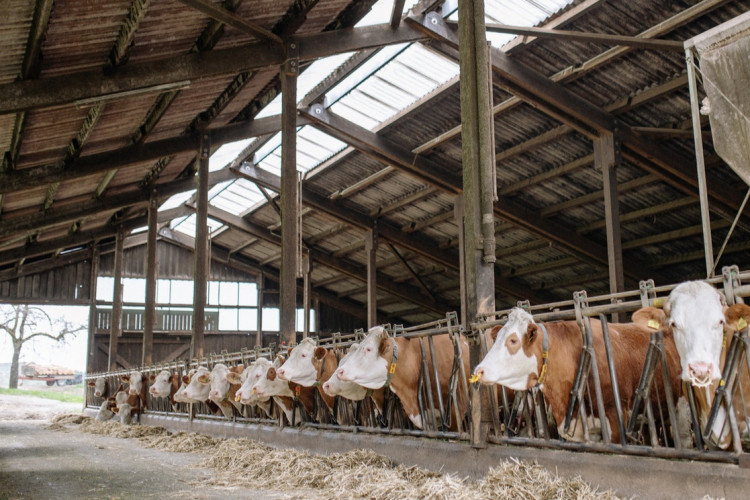 Landsskatteretten godkender straksfradrag på ny staldtilbygning